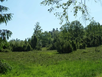 Wacholderheide Wiese mit grünen Sträuchern und Bäumen im Hintergrund, sonniger blauer Himmel, natürliche Idylle.