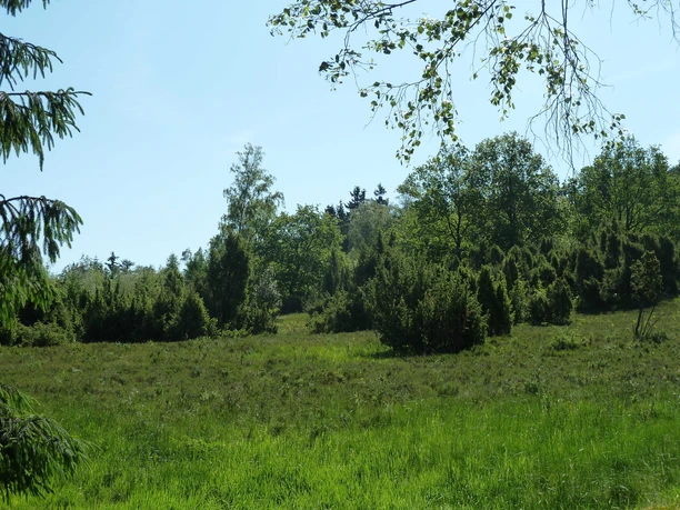 Wacholderheide Wiese mit grünen Sträuchern und Bäumen im Hintergrund, sonniger blauer Himmel, natürliche Idylle.