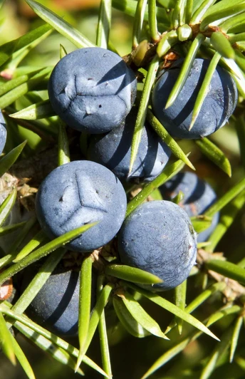 Wacholderbeeren Wacholderzweige mit reifen, blauen Beeren und spitzen, grünen Nadeln im Sonnenlicht.