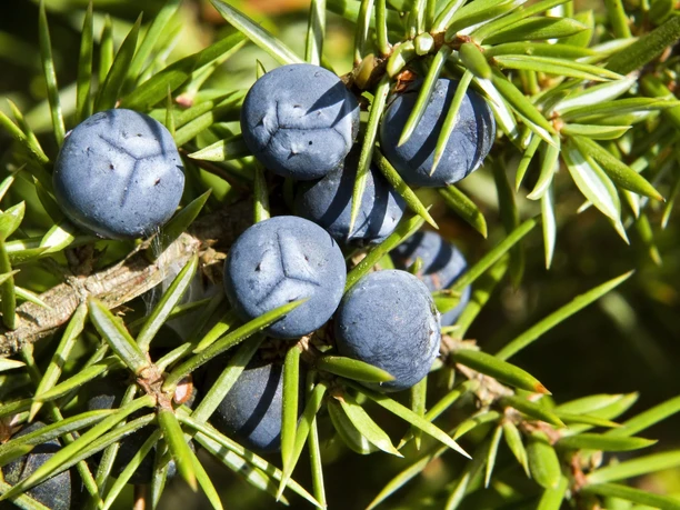 Wacholderbeeren Wacholderzweige mit reifen, blauen Beeren und spitzen, grünen Nadeln im Sonnenlicht.