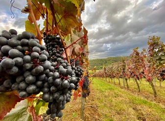 weinrebe-bild-1