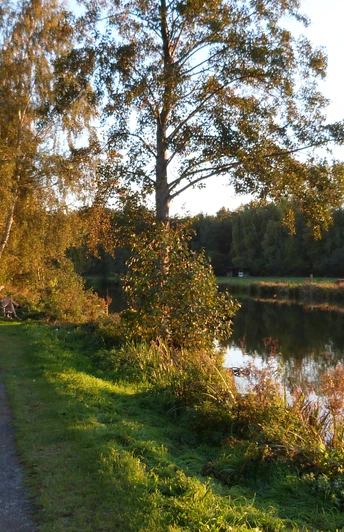 Hagenburger Kanal Ländlicher Kanalweg mit Baumbestand und ruhigem Wasser im Licht der Abendsonne, ruhig und einladend.