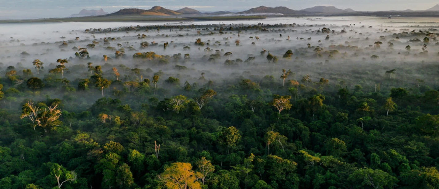 Wald (c) Adriano Gambarini WWF Brazil (1) Wald (c) Adriano Gambarini WWF Brazil (1)