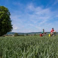 Sommerliche Landschaft im Osnabrücker Land Radfahrer auf gestreiftem Feldweg, vorbei an einem Baum, mit weiter Landschaft im Hintergrund.