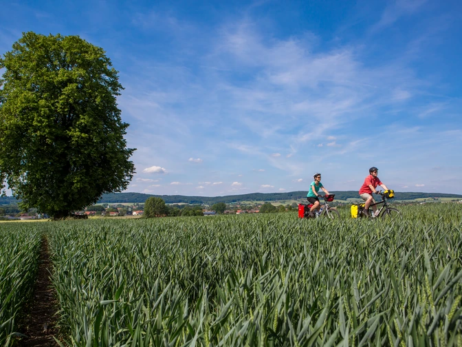 Sommerliche Landschaft im Osnabrücker Land Radfahrer auf gestreiftem Feldweg, vorbei an einem Baum, mit weiter Landschaft im Hintergrund.