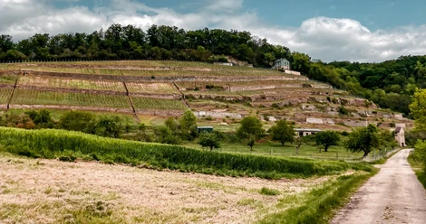 goseck_rundweg_eulau_dechantenweinberg_c_kristin_koch