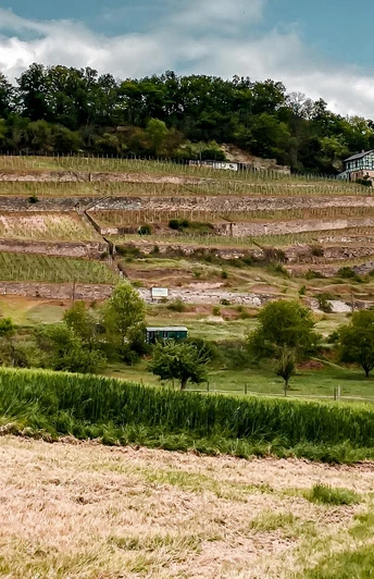 goseck_rundweg_eulau_dechantenweinberg_c_kristin_koch