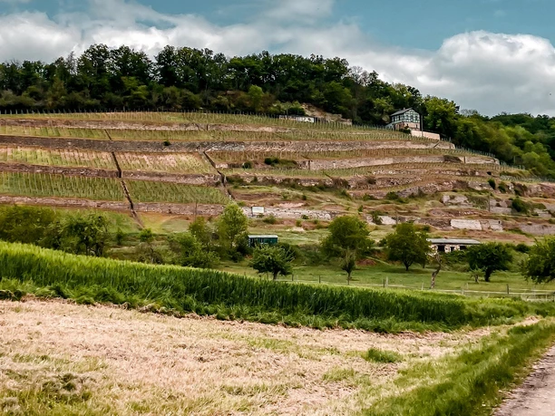 goseck_rundweg_eulau_dechantenweinberg_c_kristin_koch