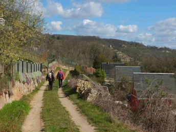 blick-richtung_goseck_weinberge