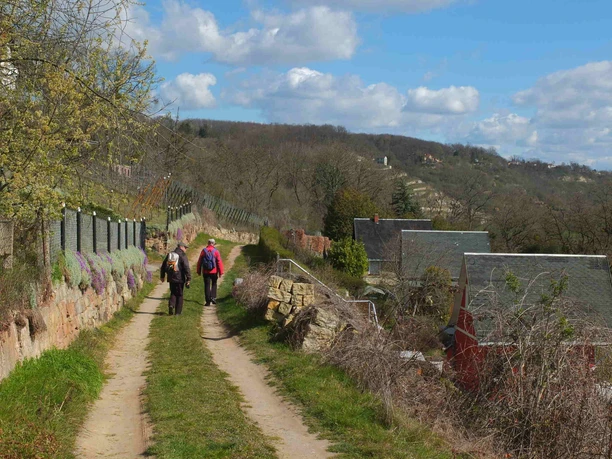 blick-richtung_goseck_weinberge