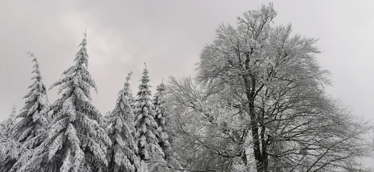 Winterschlaf