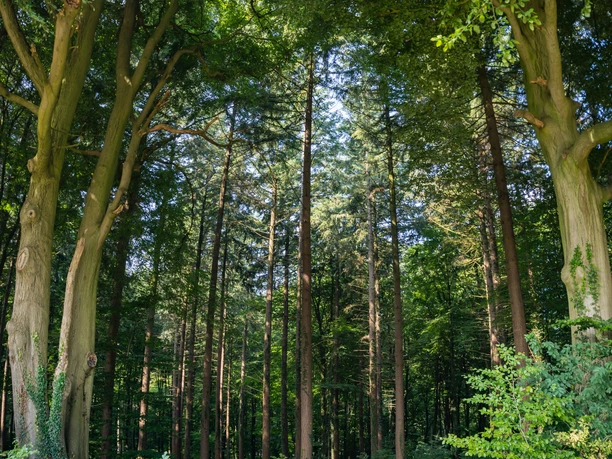 Der geheimnisvolle und imposante Beverner Wald