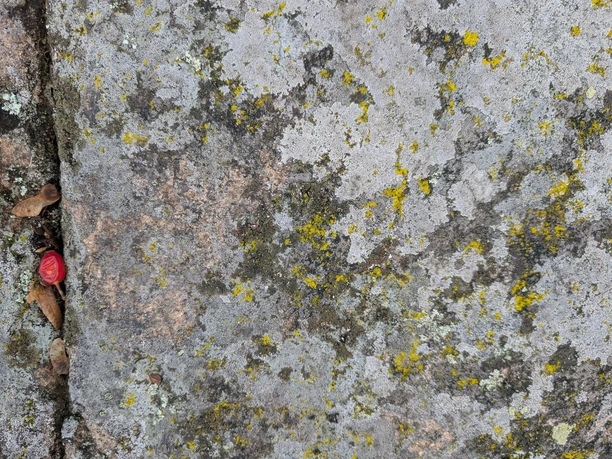Nationales Geotop Gletscherschliffe auf dem Kleinen Berg Hohburg - Detailaufnahme von Klüftung und Flechten Nationales Geotop Gletscherschliffe auf dem Kleinen Berg Hohburg - Detailaufnahme von Klüftung und Flechten