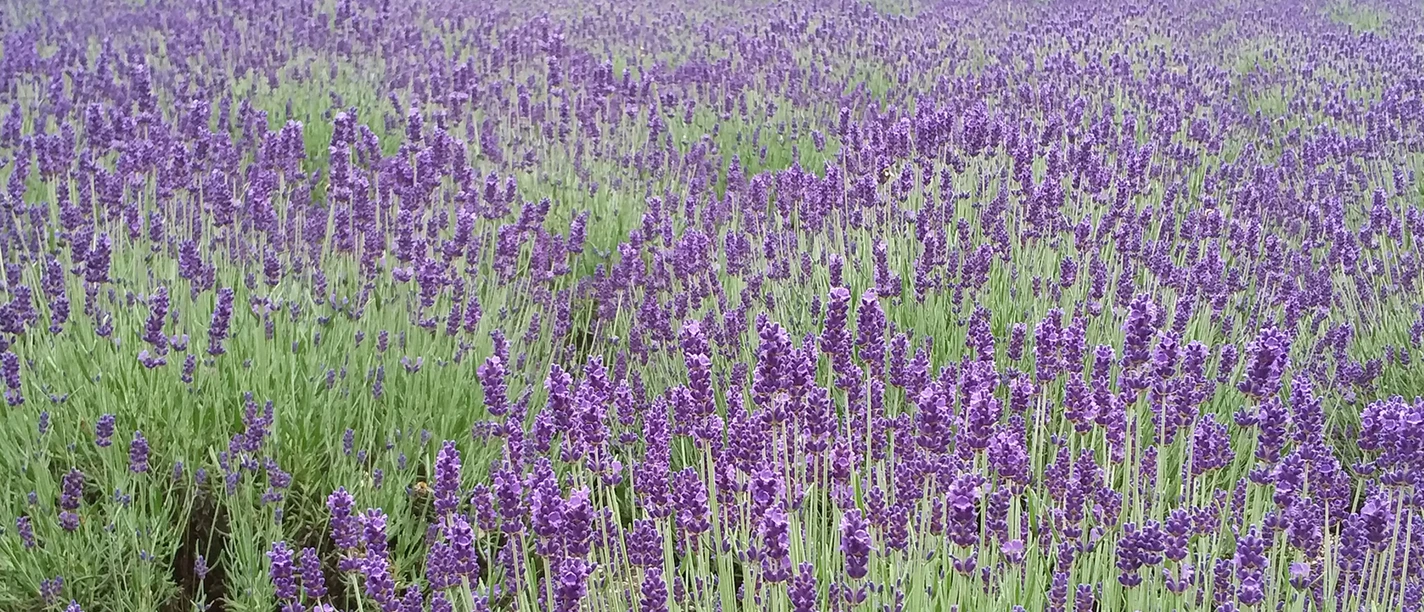 Lavendelfeld in Stapel Lavendelfeld in Stapel