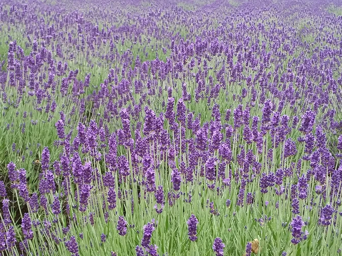 Lavendelfeld in Stapel Lavendelfeld in StapelLavender field in StapelLavendelmark i StapelLavendelveld in Stapel