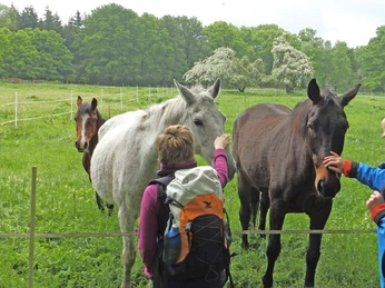 Zwei Wanderinnen mit Pferden in Delventhal Zwei Wanderinnen mit Pferden in DelventhalTwo hikers with horses in DelventhalTo vandrere med heste i DelventhalTwee wandelaars met paarden in Delventhal