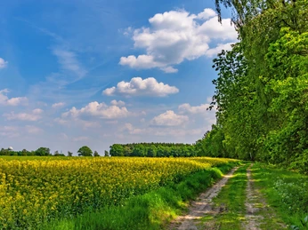 Im Mai blühen viele Felder gelb am NORDPFAD Riepholm-Gilkenheide Im Mai blühen viele Felder gelb am NORDPFAD Riepholm-GilkenheideIn May, many fields bloom yellow on the NORDPFAD Riepholm-GilkenheideI maj blomstrer mange marker gult på NORDPFAD Riepholm-Gilkenheide.In mei bloeien veel velden geel op de NORDPFAD Riepholm-Gilkenheide