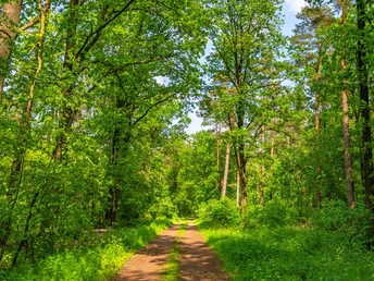Wege durch die teils bewaldetet Gilkenheide Wege durch die teils bewaldetet Gilkenheide