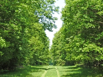 Weg durch das satte Grün des Landeswaldes Schierk Weg durch das satte Grün des Landeswaldes Schierk