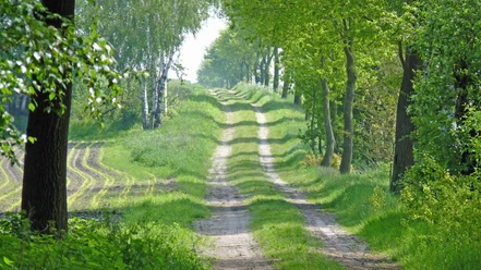 Naturnaher Abschnitt des NORDPFADES Tarmstedter Moor Naturnaher Abschnitt des NORDPFADES Tarmstedter Moor