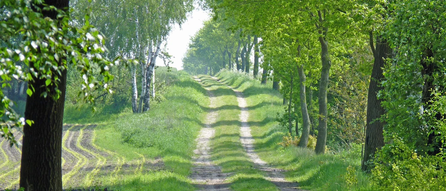Naturnaher Abschnitt des NORDPFADES Tarmstedter Moor Naturnaher Abschnitt des NORDPFADES Tarmstedter Moor