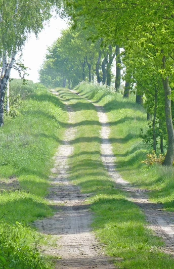 Naturnaher Abschnitt des NORDPFADES Tarmstedter Moor Naturnaher Abschnitt des NORDPFADES Tarmstedter Moor