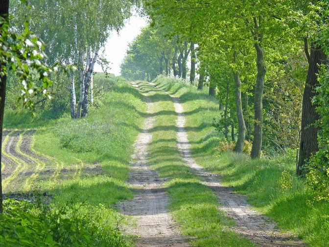 Naturnaher Abschnitt des NORDPFADES Tarmstedter Moor Naturnaher Abschnitt des NORDPFADES Tarmstedter MoorNear-natural section of the NORDPFADES Tarmstedter MoorNaturnær del af NORDPFADES Tarmstedter HedeBijna-natuurlijk deel van het NORDPFADES Tarmstedter Moor