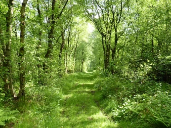 Idyllischer Waldpfad des NORDPFADES Tarmstedter Moor Idyllischer Waldpfad des NORDPFADES Tarmstedter MoorIdyllic forest trail of the NORDPFADES Tarmstedter MoorIdyllisk skovsti på NORDPFADES Tarmstedter MoorIdyllisch bospad van het NORDPFADES Tarmstedter Moor