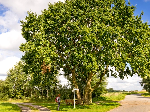 Rastplatz unter dem Naturdenkmal Röhrbergeiche Rastplatz unter dem Naturdenkmal Röhrbergeiche