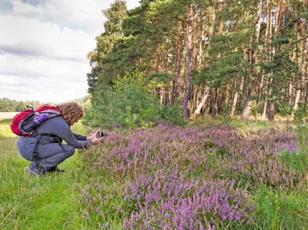 Kleine Heideareale säumen hin und wieder den NORDPFAD Kempowskis Idylle Kleine Heideareale säumen hin und wieder den NORDPFAD Kempowskis IdylleSmall heathland areas line the NORDPFAD Kempowskis Idylle from time to timeSmå hedeområder afgrænser fra tid til anden NORDPFAD Kempowskis IdylleKleine heidegebieden omzomen de NORDPFAD Kempowskis Idylle van tijd tot tijd.