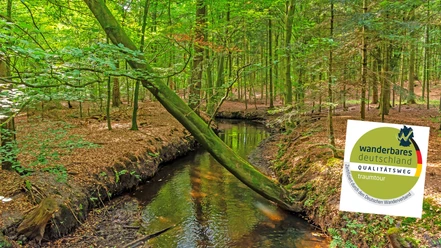 Kuhbach im dichten Wald mit dem Zertifikat des NORDPFADES Kuhbach-Oste Kuhbach im dichten Wald mit dem Zertifikat des NORDPFADES Kuhbach-Oste