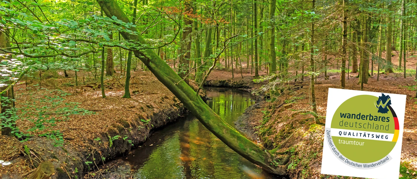Kuhbach im dichten Wald mit dem Zertifikat des NORDPFADES Kuhbach-Oste Kuhbach im dichten Wald mit dem Zertifikat des NORDPFADES Kuhbach-Oste