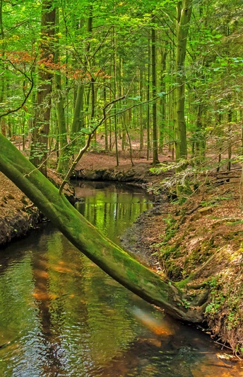 Kuhbach im dichten Wald mit dem Zertifikat des NORDPFADES Kuhbach-Oste Kuhbach im dichten Wald mit dem Zertifikat des NORDPFADES Kuhbach-Oste