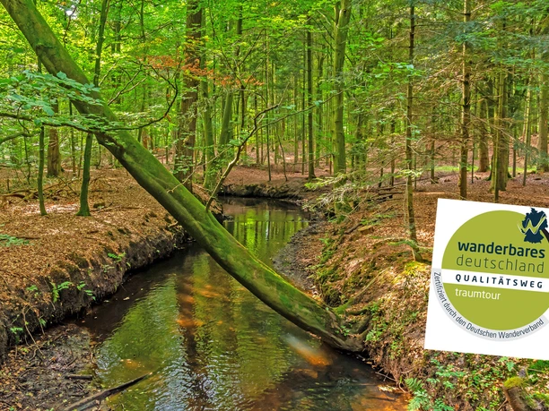 Kuhbach im dichten Wald mit dem Zertifikat des NORDPFADES Kuhbach-Oste Kuhbach im dichten Wald mit dem Zertifikat des NORDPFADES Kuhbach-Oste