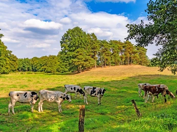 Kühe im Kuhbachtal am NORDPFAD Kuhbach-Oste Kühe im Kuhbachtal am NORDPFAD Kuhbach-OsteCows in the Kuhbach valley on the NORDPFAD Kuhbach-OsteKøer i Kuhbach-dalen på NORDPFAD Kuhbach-OsteKoeien in het Kuhbachdal op de NORDPFAD Kuhbach-Oste