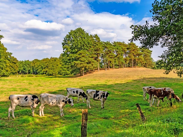 Kühe im Kuhbachtal am NORDPFAD Kuhbach-Oste Kühe im Kuhbachtal am NORDPFAD Kuhbach-Oste