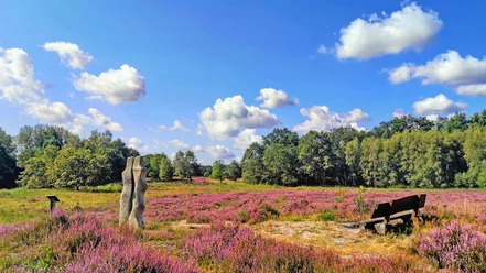 Die Vareler Heide mit Sandsteinskulptur zur Heideblüte Die Vareler Heide mit Sandsteinskulptur zur Heideblüte