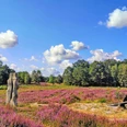 Die Vareler Heide mit Sandsteinskulptur zur Heideblüte Die Vareler Heide mit Sandsteinskulptur zur HeideblüteThe Varel Heath with sandstone sculpture of the heather blossomVarel Hede med sandstensskulptur af lyngblomstenDe Varelse Heide met zandstenen beeld van de heidebloesem