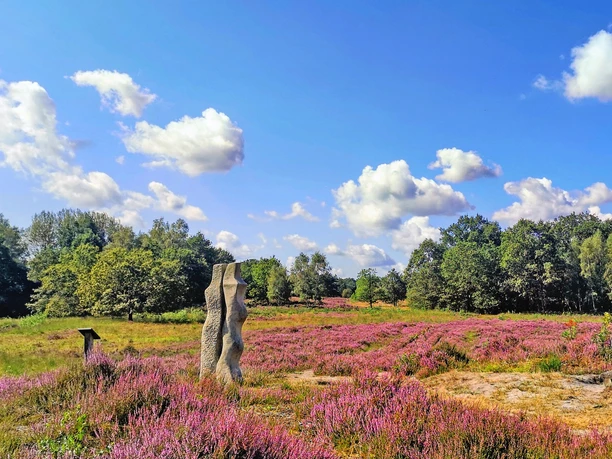 Die Vareler Heide mit Sandsteinskulptur zur Heideblüte Die Vareler Heide mit Sandsteinskulptur zur Heideblüte