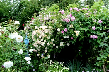 Rosengarten an der Elbe