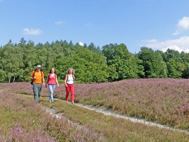 Wanderung durch die Vareler Heide zur Heideblüte Wanderung durch die Vareler Heide zur Heideblüte