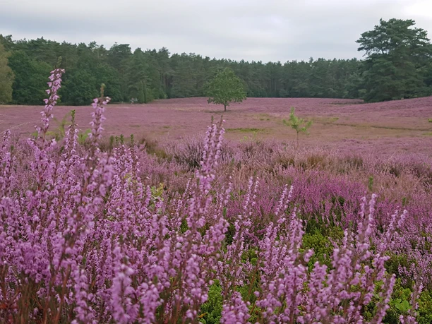 Heidefläche vom Naturschutzgebiet Wolfsgrund Heidefläche vom Naturschutzgebiet Wolfsgrund