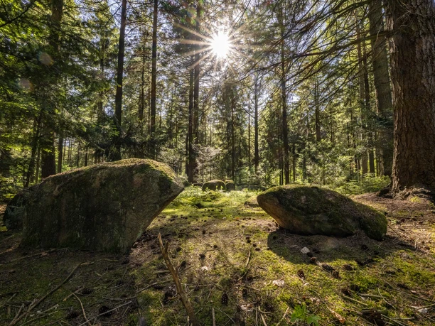 Steingräberweg Giersfeld bei Ankum | 9b Steingräberweg Giersfeld bei Ankum | 9b