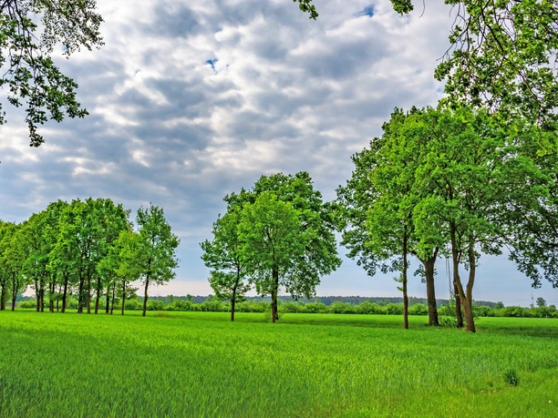 Grünland zwischen Westervesede und dem Rastplatz Veerse Grünland zwischen Westervesede und dem Rastplatz Veerse