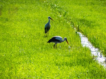 Störche in der Osteniederung am NORDPFAD Vörder See - Osteland Störche in der Osteniederung am NORDPFAD Vörder See - OstelandStorks in the eastern lowlands on the NORDPFAD Vörder See - OstelandStorke i det østlige lavland ved NORDPFAD Vörder See - OstelandOoievaars in de oostelijke laaglanden bij de NORDPFAD Vörder See - Osteland