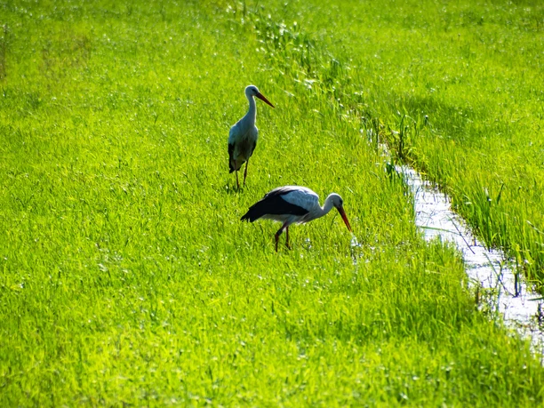 Störche in der Osteniederung am NORDPFAD Vörder See - Osteland Störche in der Osteniederung am NORDPFAD Vörder See - Osteland