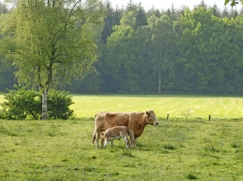 Kühe auf einer Wiese am NORDPFAD Hinterholz und Hohenmoor Kühe auf einer Wiese am NORDPFAD Hinterholz und Hohenmoor Cows in a meadow on the NORDPFAD Hinterholz and HohenmoorKøer på en eng på NORDPFAD Hinterholz og HohenmoorKoeien in een weide op het NORDPFAD Hinterholz en Hohenmoor