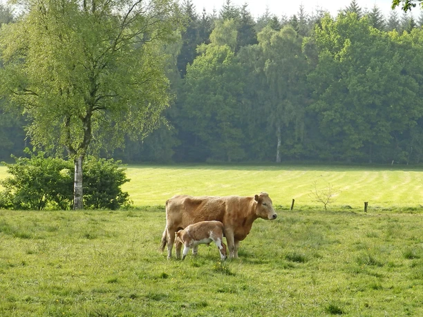 Kühe auf einer Wiese am NORDPFAD Hinterholz und Hohenmoor Kühe auf einer Wiese am NORDPFAD Hinterholz und Hohenmoor