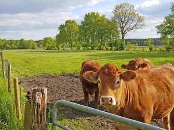 Kühe auf Feldern bei Brillit am NORDPFAD Eichholz und Franzhorn Kühe auf Feldern bei Brillit am NORDPFAD Eichholz und Franzhorn