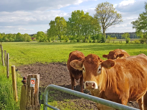 Kühe auf Feldern bei Brillit am NORDPFAD Eichholz und Franzhorn Kühe auf Feldern bei Brillit am NORDPFAD Eichholz und Franzhorn